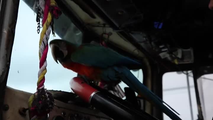 Идеальный охранник трака – «сторожевой попугай» Магзи